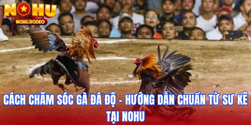 cách chăm sóc gà đá độ