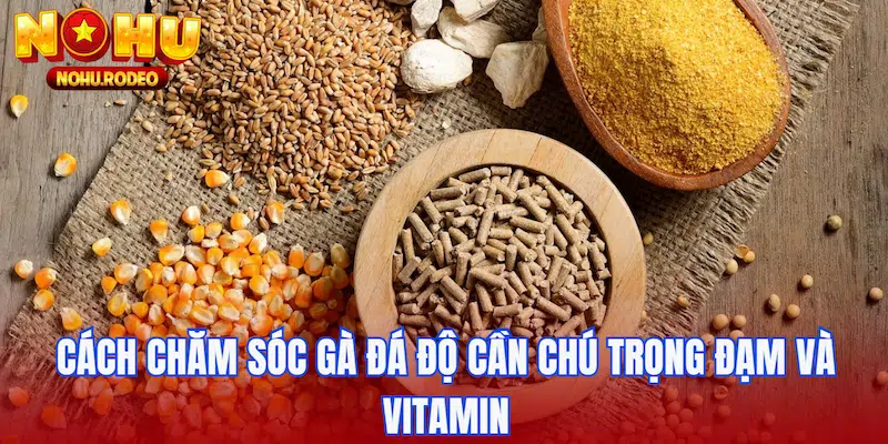Cách chăm sóc gà đá độ cần chú trọng đạm và vitamin