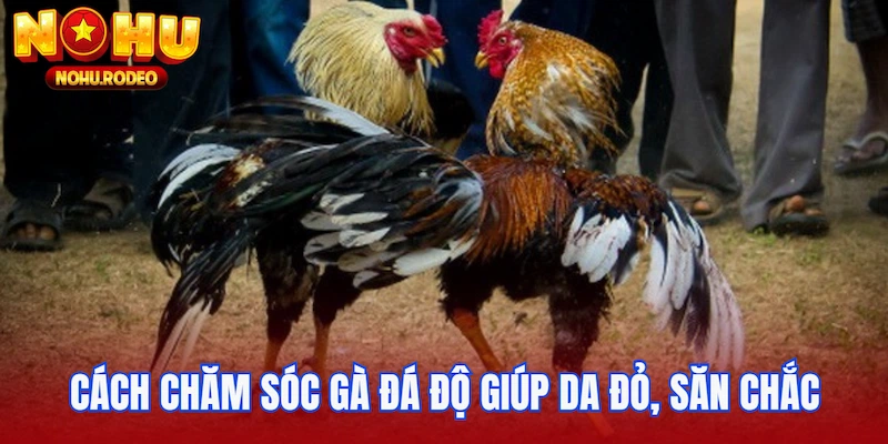 Cách chăm sóc gà đá độ giúp da đỏ, săn chắc