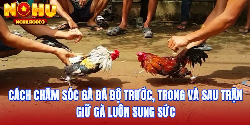 Cách chăm sóc gà đá độ trước, trong và sau trận giữ gà luôn sung sức