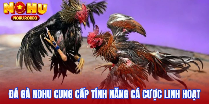 Đá gà Nohu cung cấp tính năng cá cược linh hoạt