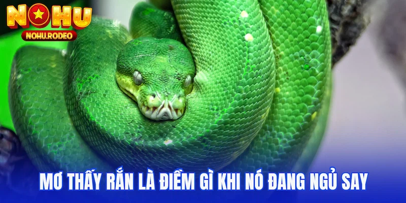 Mơ thấy rắn là điềm gì khi nó đang ngủ say