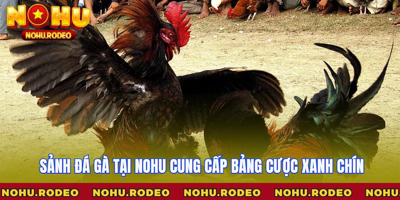 Sảnh đá gà tại Nohu cung cấp bảng cược xanh chín
